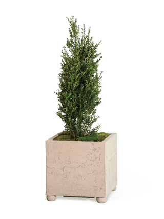  || https://assets.gardeners.com/transform/751d97b5-5e1a-4272-8058-6c082ddea28c/8613258_26