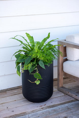  || https://assets.gardeners.com/transform/c4b1c2bc-95fd-47fa-b611-44c77a650c16/8613267_0111
