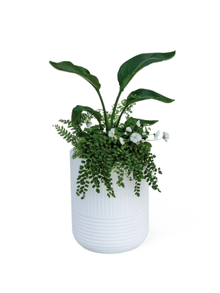  || https://assets.gardeners.com/transform/bff80192-6916-455a-a3a8-a17f881b045c/8613267_0115