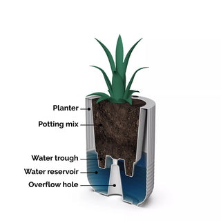  || https://assets.gardeners.com/transform/272e7eb1-584d-4789-9110-9c01856be878/8613267_06V-tif