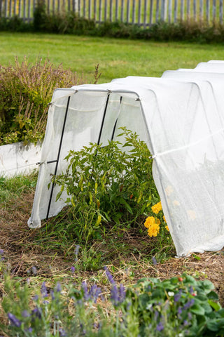  || https://assets.gardeners.com/transform/4f85dd3a-1bed-4796-90a4-df713c4fadd1/8613313_0133