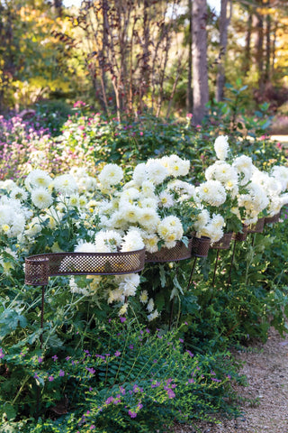  || https://assets.gardeners.com/transform/bd1981cb-4d64-46b6-aafa-5e808776166a/8613321_5195