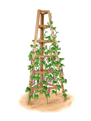  || https://assets.gardeners.com/transform/ca76d6ab-6d70-4472-b40b-d13203cc6af5/8613322_art_flat_wooden-obelisk