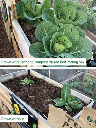  || https://assets.gardeners.com/transform/12570df4-b4e9-4cc0-9362-77d15513f2d3/8613368_comparison_01TEST_captions
