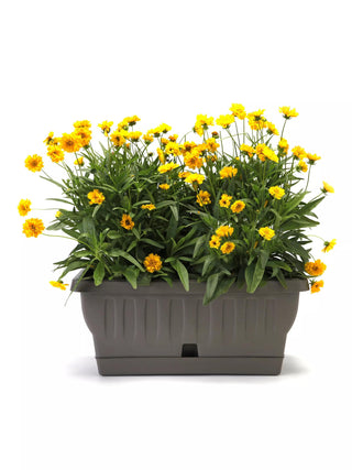 || https://assets.gardeners.com/transform/32442c03-2fb9-4a74-bcec-c5b251bb166d/8613393_01V
