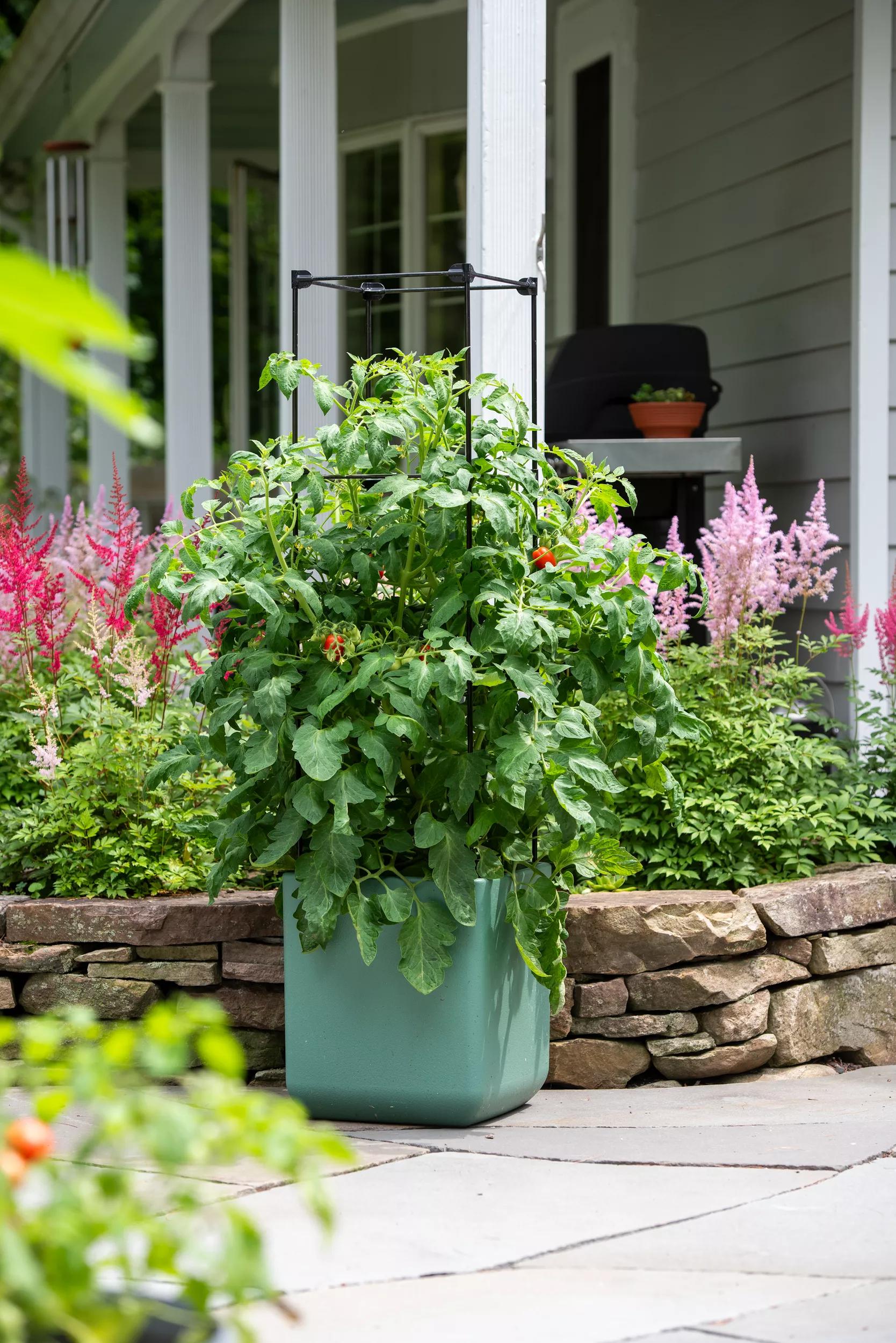 planter with trellis and self watering reservoir Oasis™ Self-Watering Tomato Planter With Trellis