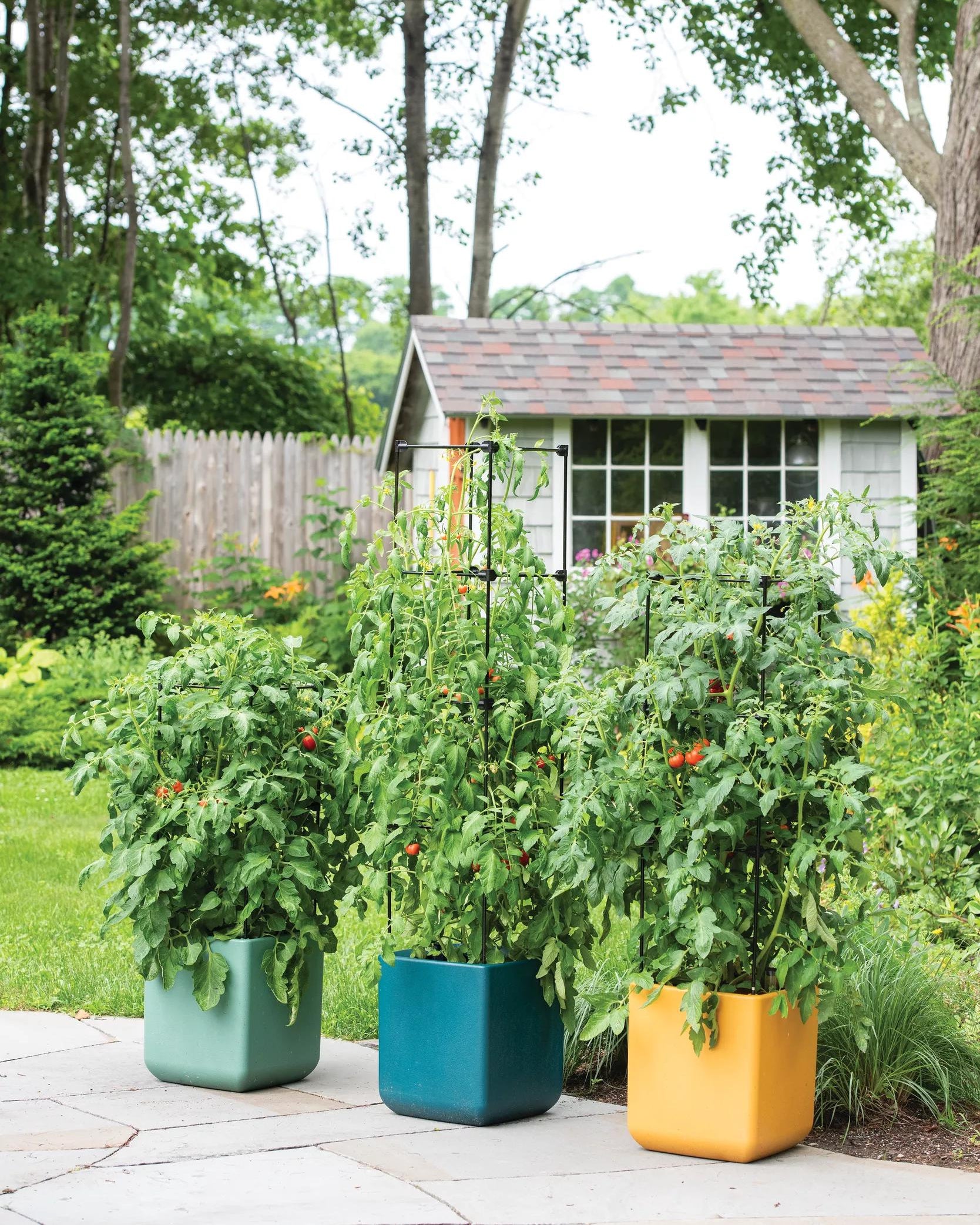 self watering plant pots for tomatoes Oasis Self-Watering Tomato Planter with Trellis | GREEN