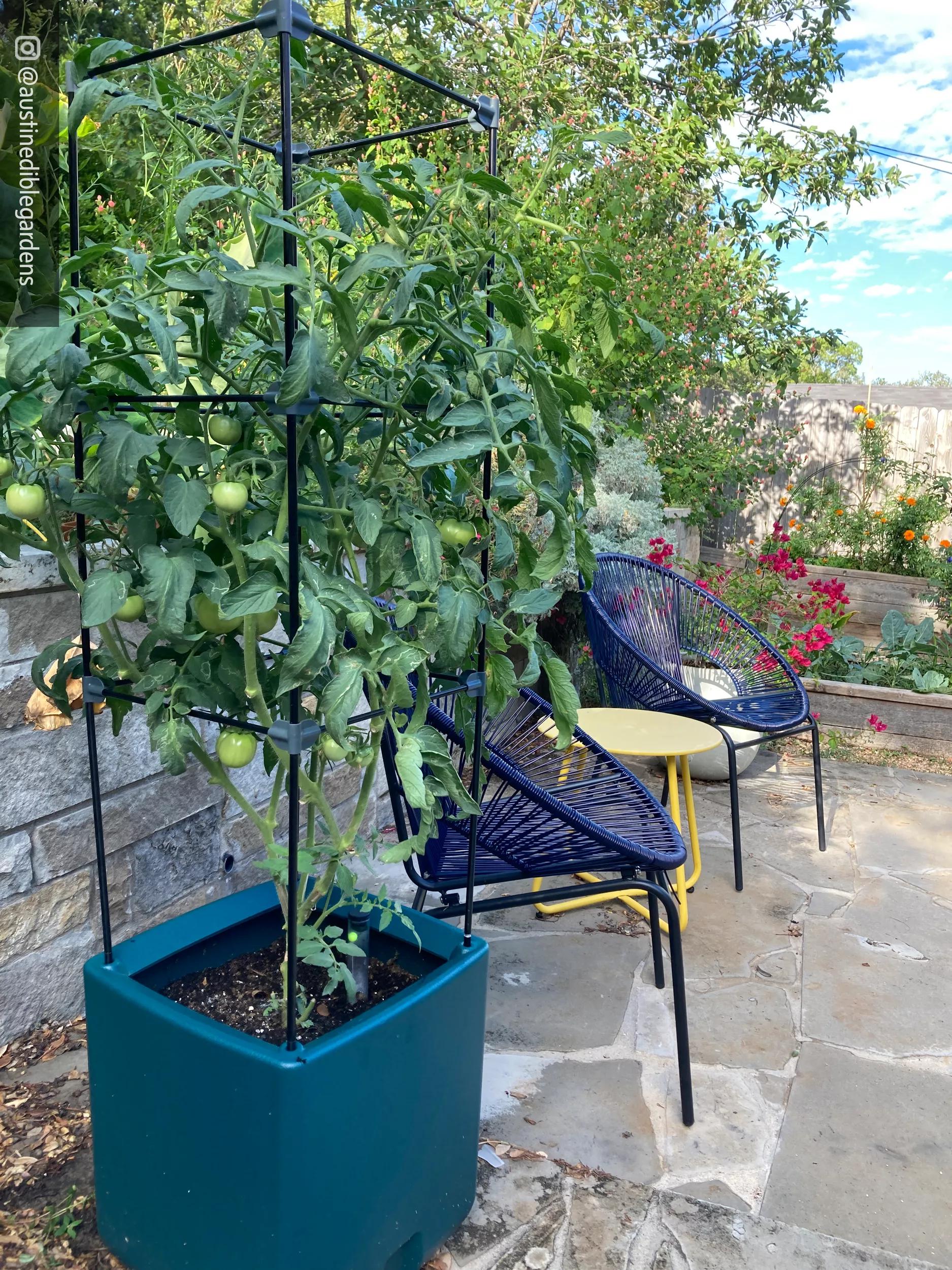 rolling self watering tomato planter and rust resistant tower Oasis™ Self-Watering Tomato Planter With Trellis