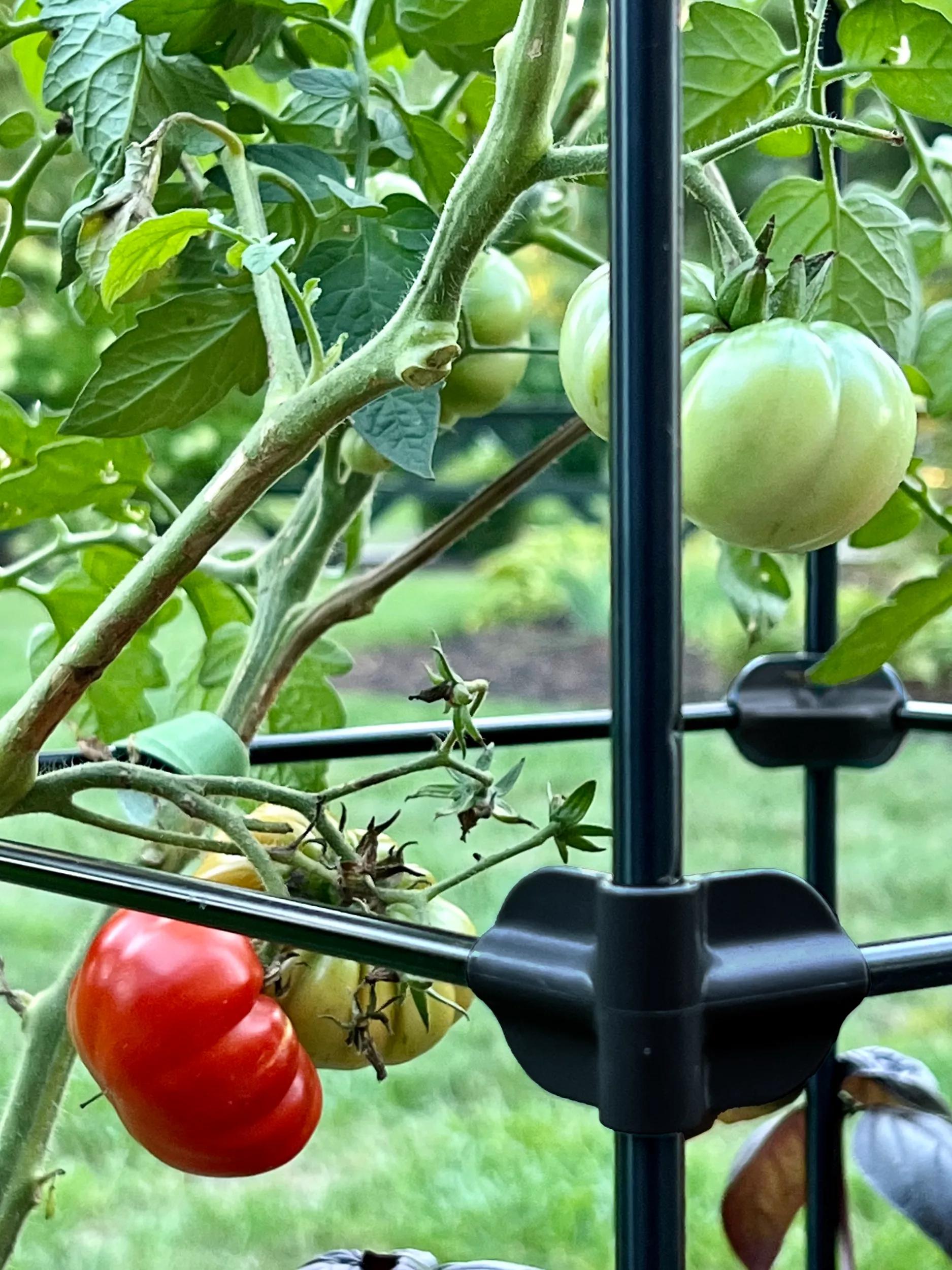 self watering tomato planter on wheels Oasis Self-Watering Tomato Planter With Trellis
