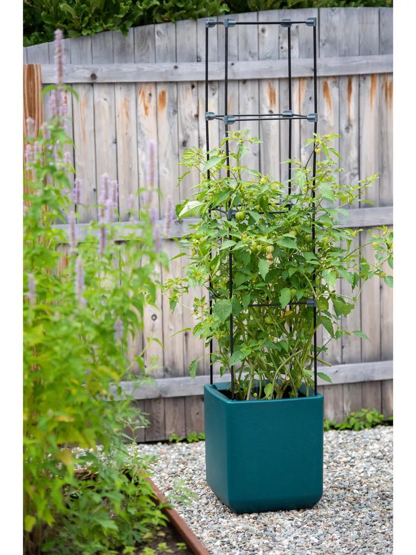 rolling self-watering tomato planter with metal trellis Oasis Self-Watering Tomato Planter With Trellis