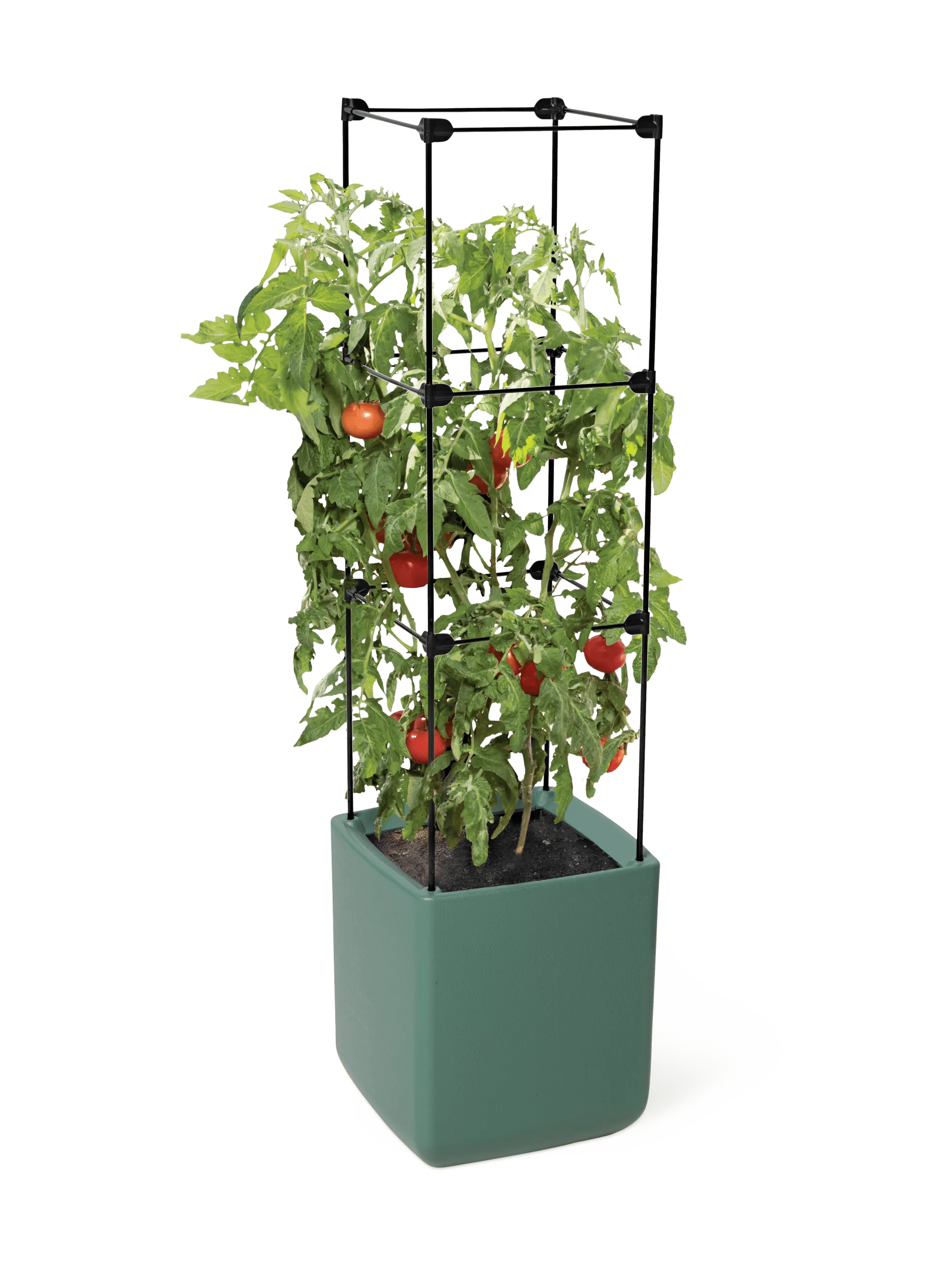 self watering system for tomato plants Oasis Self-Watering Tomato Planter With Trellis