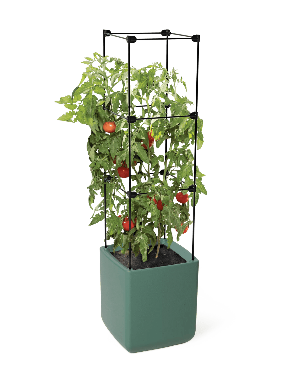 Oasis Self-Watering Tomato Planter With Trellis | Gardener's Supply