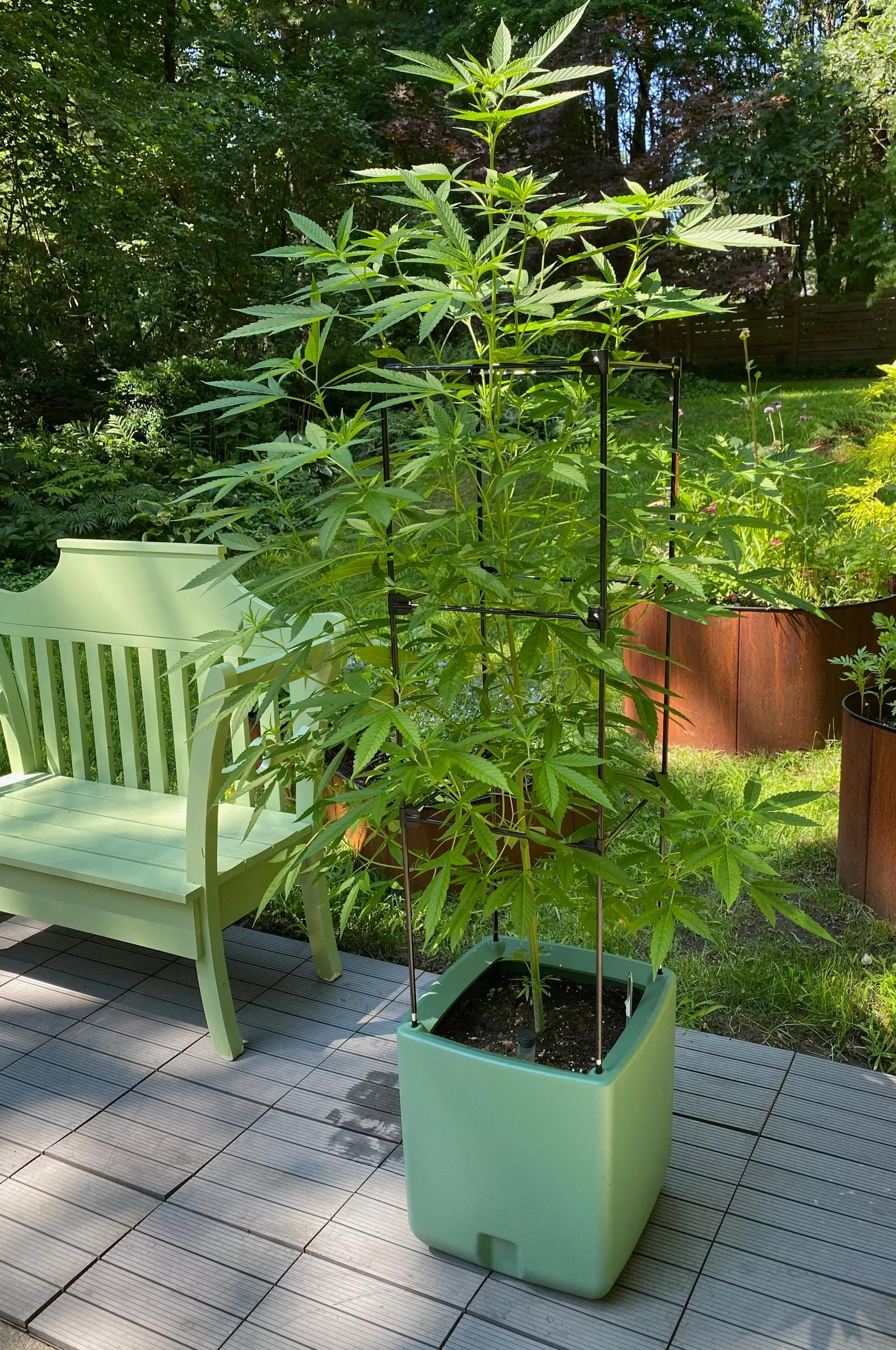 oasis self-watering tomato planter with trellis Oasis Self-Watering Tomato Planter With Trellis