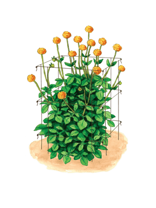  || https://assets.gardeners.com/transform/28a858a3-3f25-4aaf-a1e9-03c1972f54ed/8613458_art