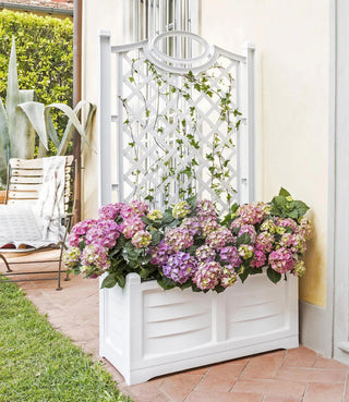  || https://assets.gardeners.com/transform/b4dfce5a-1918-49f7-937b-4a35b64256da/8613626_13V