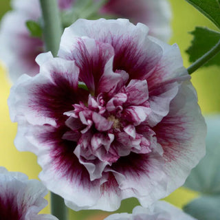  || https://assets.gardeners.com/transform/cc5bcf0c-d966-4611-a11d-3bcd0613a6ff/8613794_01V