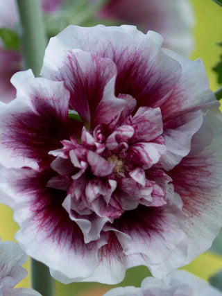  || https://assets.gardeners.com/transform/231eecfd-b29e-403d-a069-09f2963cc27e/8613794_01V_3-4_van-zyverden-hollyhocks-creme-de-cassis