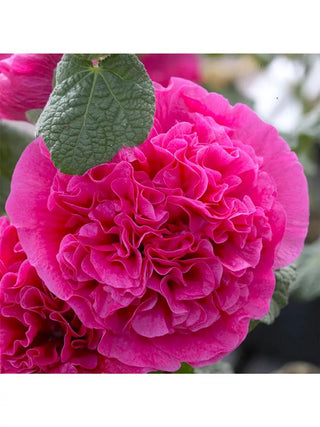  || https://assets.gardeners.com/transform/759036ab-9323-4f5f-b065-b1ecbe7be96e/8613795_01V_3-4