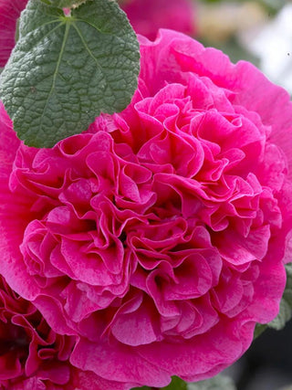 || https://assets.gardeners.com/transform/1a281645-091f-400d-8cb0-c296c98ab9be/8613795_01V_3-4_van-zyverden-hollyhocks-double-pink