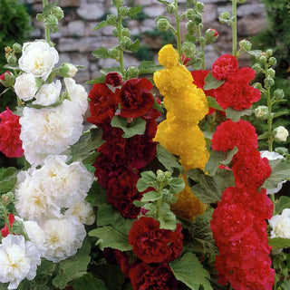  || https://assets.gardeners.com/transform/5f3dedc7-cccb-4d5c-9df5-781255366dc9/8613796_01V_van-zyverden-hollyhocks-mixed