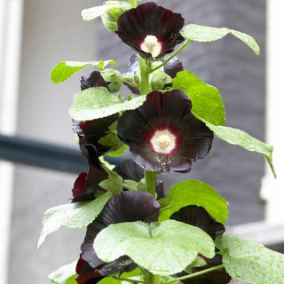  || https://assets.gardeners.com/transform/9602ed67-2a97-482f-992c-20d09efc9eaa/8613797_01V_van-zyverden-hollyhocks-nigra