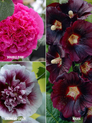  || https://assets.gardeners.com/transform/acfaf398-ae19-44e2-b981-73a3a21867d1/8613798_01V_3-4_van-zyverden-hollyhocks-collection-3-varieties