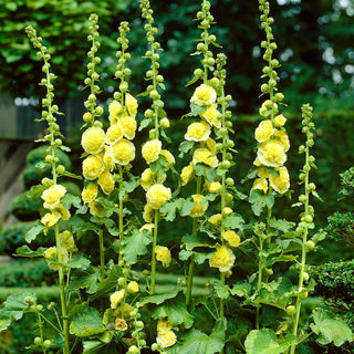  || https://assets.gardeners.com/transform/dd9a20ec-97aa-4ad3-827e-33ed40abf12c/8613799_01V_van-zyverden-hollyhocks-alcea-rosea-yellow