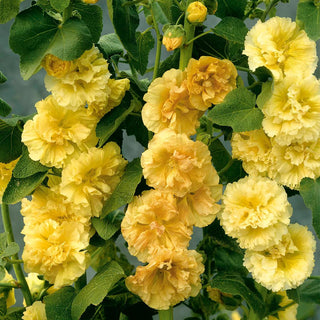  || https://assets.gardeners.com/transform/ebb7c0e2-337f-4fab-8d1c-fffa01d20906/8613799_02V