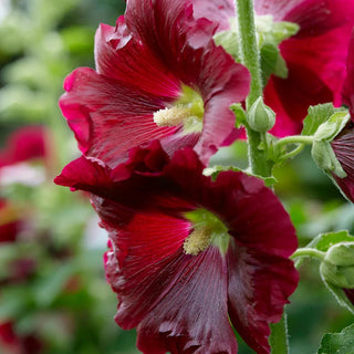  || https://assets.gardeners.com/transform/ad291c8d-2ace-4258-aad9-c7917c29382b/8613800_01V_van-zyverden-hollyhocks-alcea-rosea-red