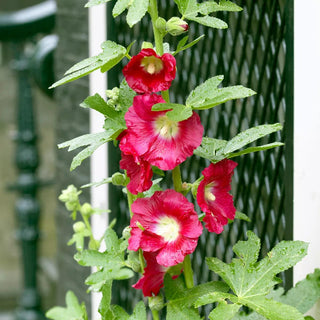  || https://assets.gardeners.com/transform/f68c185c-8d6e-4875-8c16-5a326a561ee9/8613800_02V