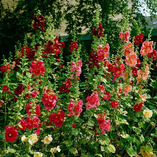  || https://assets.gardeners.com/transform/ab20fc15-18be-4373-8ffa-77d1e9328518/8613800_03V