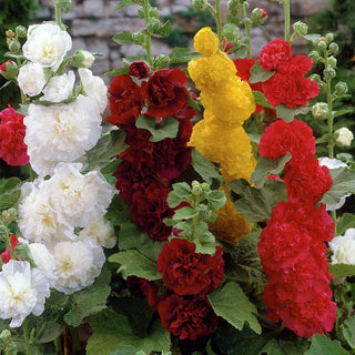 || https://assets.gardeners.com/transform/0c1f5d98-b623-48af-8106-7c1eb6b1502d/8613801_01V_van-zyverden-hollyhocks-mixed