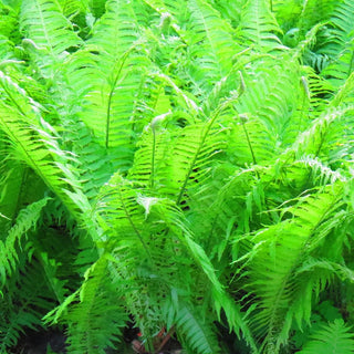  || https://assets.gardeners.com/transform/894a5b48-f2e6-42ae-ae8e-450e4c3ea8ea/8613807_01V_van-zyverden-woodland-plant-lady-fern