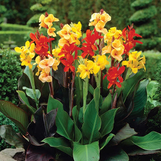  || https://assets.gardeners.com/transform/b659b280-ed09-4589-8ad4-3ba3bc32f20e/8613808_01V_van-zyverden-cannas-giant-tall-mixed