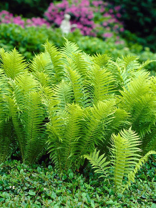  || https://assets.gardeners.com/transform/9e47ea08-a257-422f-9fc9-afe012e6ed70/8613809_01V_3-4_van-zyverden-woodland-plant-tn-ostrich-glade-fern