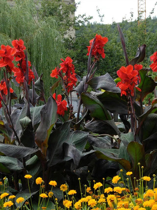  || https://assets.gardeners.com/transform/e22278e6-824a-4dd7-952c-a55451748cbc/8613810_01V_3-4_van-zyverden-cannas-giant-black-knight
