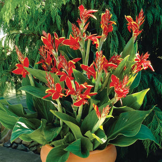  || https://assets.gardeners.com/transform/02ad2fce-b5db-4d1f-9c4c-92517b1ca541/8613811_01V_van-zyverden-cannas-lucifer