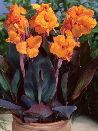  || https://assets.gardeners.com/transform/50735828-1690-492d-a364-d2bc7a4cba99/8613814_01V_3-4_van-zyverden-cannas-bronze-leafed-wyoming