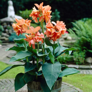  || https://assets.gardeners.com/transform/8643b0d7-fc19-4f3d-a141-29c0fad64243/8613815_02V_van-zyverden-cannas-tropical-sunrise