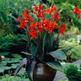  || https://assets.gardeners.com/transform/b5258a4c-38f9-4b36-afb9-2b434bea89b5/8613816_03V