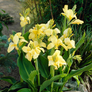  || https://assets.gardeners.com/transform/992fd67b-74ca-4779-9952-3877630b874b/8613817_01V_van-zyverden-cannas-yellow-king-humbert