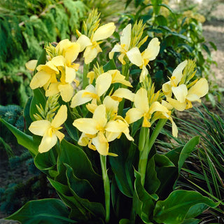  || https://assets.gardeners.com/transform/00b6c34d-f294-4546-8ab8-a110a2e1d480/8613817_02V