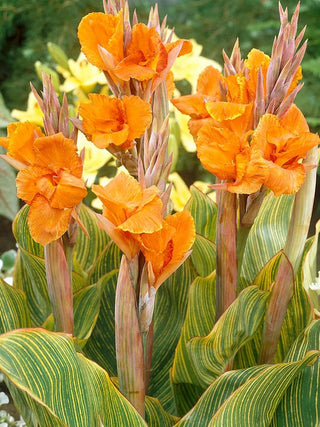  || https://assets.gardeners.com/transform/c78d5ce4-989b-447f-9b73-4f78b99d43d8/8613818_01V_3-4_van-zyverden-cannas-pretoria