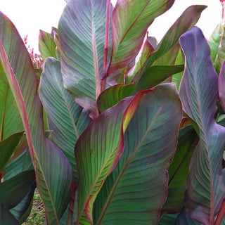  || https://assets.gardeners.com/transform/39951842-db2f-42cb-a092-b96e0ca111a7/8613819_01V_van-zyverden-giant-cannas-world-s-tallest-cannas-musifolia