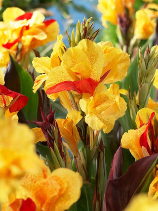  || https://assets.gardeners.com/transform/fa349b99-9552-4777-ae41-6a3a1c0cff6f/8613821_01V_3-4_van-zyverden-cannas-cleopatra