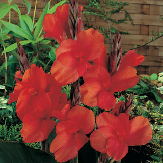  || https://assets.gardeners.com/transform/50570e38-5f7e-4ad7-a14b-8a047e44549a/8613824_01V