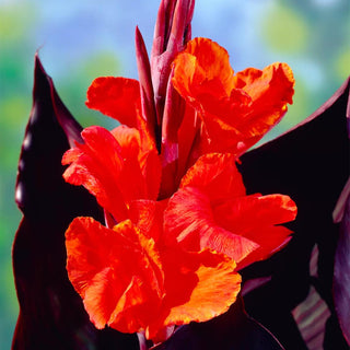  || https://assets.gardeners.com/transform/e1edaeae-224b-4d99-b419-1998f540baaa/8613824_02V