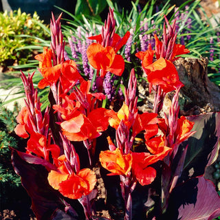  || https://assets.gardeners.com/transform/e7258b5a-f22c-482e-a3dd-1ae99602982c/8613824_03V_van-zyverden-cannas-red-king-humbert