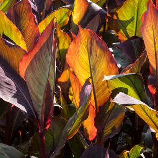  || https://assets.gardeners.com/transform/779e0399-caa7-48a8-b879-0aa32b436ece/8613824_04V