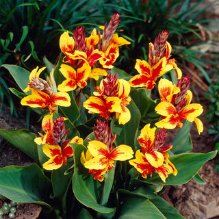  || https://assets.gardeners.com/transform/e897e08b-b150-41f8-a2b6-6d0fd01f99d0/8613826_01V_van-zyverden-cannas-reine-charlotte